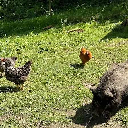 Vakantiewoning Hoogveld * Kortessem